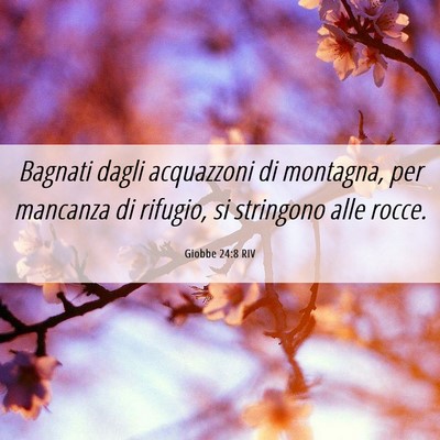 Picture 06 - Giobbe 24:8 RIV - Bagnati dagli acquazzoni di montagna, per - Bible Verse Picture