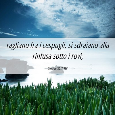 Picture 06 - Giobbe 30:7 RIV - ragliano fra i cespugli, si sdraiano alla rinfusa - Bible Verse Picture