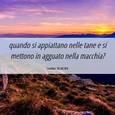 Picture 06 - Giobbe 38:40 RIV - quando si appiattano nelle tane e si mettono in - Bible Verse Picture