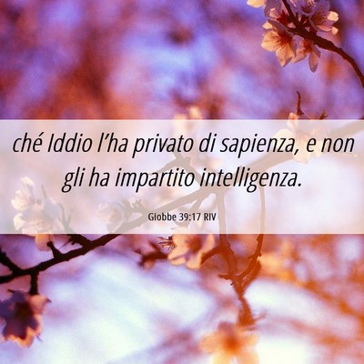 Picture 06 - Giobbe 39:17 RIV - ché Iddio l’ha privato di sapienza, e non gli - Bible Verse Picture