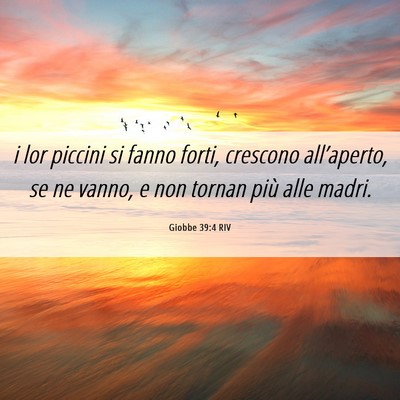 Picture 06 - Giobbe 39:4 RIV - i lor piccini si fanno forti, crescono - Bible Verse Picture