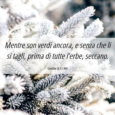 Picture 06 - Giobbe 8:12 RIV - Mentre son verdi ancora, e senza che li si tagli, - Bible Verse Picture