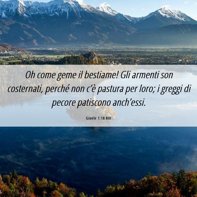 Picture 06 - Gioele 1:18 RIV - Oh come geme il bestiame! Gli armenti son - Bible Verse Picture