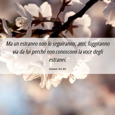 Picture 06 - Giovanni 10:5 RIV - Ma un estraneo non lo seguiranno; anzi, - Bible Verse Picture