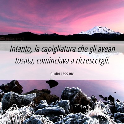 Picture 06 - Giudici 16:22 RIV - Intanto, la capigliatura che gli avean tosata, - Bible Verse Picture