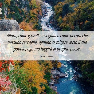 Picture 06 - Isaia 13:14 RIV - Allora, come gazzella inseguita o come pecora che - Bible Verse Picture