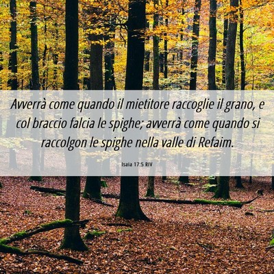 Picture 06 - Isaia 17:5 RIV - Avverrà come quando il mietitore raccoglie il - Bible Verse Picture