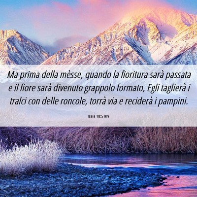 Picture 06 - Isaia 18:5 RIV - Ma prima della mèsse, quando la fioritura sarà - Bible Verse Picture