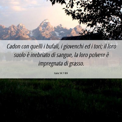 Picture 06 - Isaia 34:7 RIV - Cadon con quelli i bufali, i giovenchi ed i tori; - Bible Verse Picture