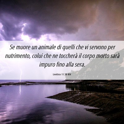 Picture 06 - Levitico 11:39 RIV - Se muore un animale di quelli che vi servono per - Bible Verse Picture