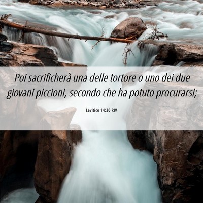 Picture 06 - Levitico 14:30 RIV - Poi sacrificherà una delle tortore o uno dei due - Bible Verse Picture