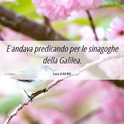 Picture 06 - Luca 4:44 RIV - E andava predicando per le sinagoghe della - Bible Verse Picture
