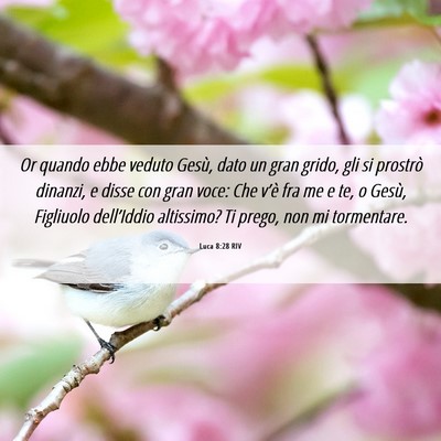 Picture 06 - Luca 8:28 RIV - Or quando ebbe veduto Gesù, dato un gran grido, - Bible Verse Picture