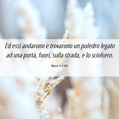 Picture 06 - Marco 11:4 RIV - Ed essi andarono e trovarono un puledro legato ad - Bible Verse Picture