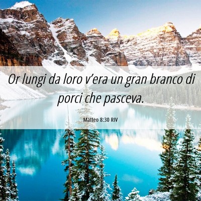 Picture 06 - Matteo 8:30 RIV - Or lungi da loro v’era un gran branco di porci - Bible Verse Picture
