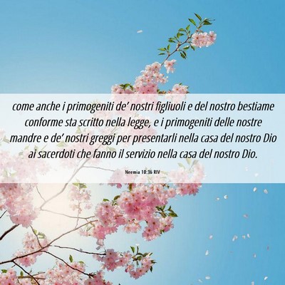 Picture 06 - Neemia 10:36 RIV - come anche i primogeniti de’ nostri figliuoli e - Bible Verse Picture