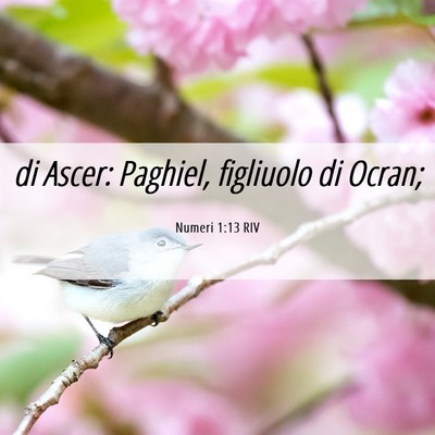 Picture 06 - Numeri 1:13 RIV - di Ascer: Paghiel, figliuolo di - Bible Verse Picture