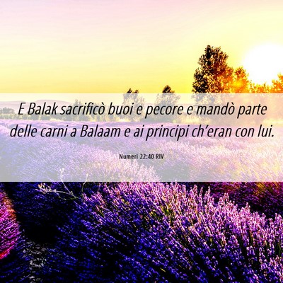 Picture 06 - Numeri 22:40 RIV - E Balak sacrificò buoi e pecore e mandò parte - Bible Verse Picture