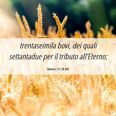 Picture 06 - Numeri 31:38 RIV - trentaseimila bovi, dei quali settantadue per il - Bible Verse Picture
