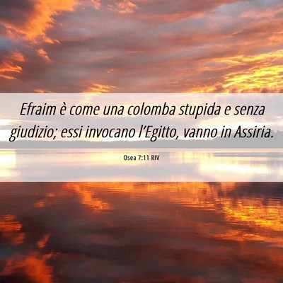 Picture 06 - Osea 7:11 RIV - Efraim è come una colomba stupida e senza - Bible Verse Picture