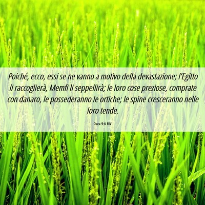 Picture 06 - Osea 9:6 RIV - Poiché, ecco, essi se ne vanno a motivo della - Bible Verse Picture