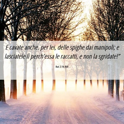 Picture 06 - Rut 2:16 RIV - E cavate anche, per lei, delle spighe dai - Bible Verse Picture