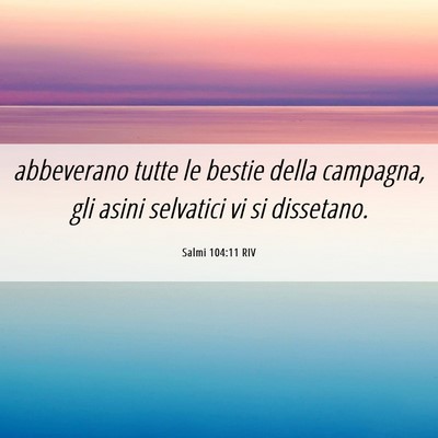 Picture 06 - Salmi 104:11 RIV - abbeverano tutte le bestie della campagna, gli - Bible Verse Picture