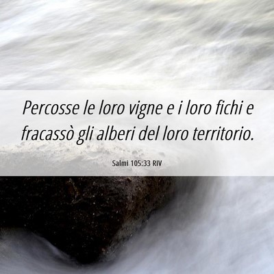 Picture 06 - Salmi 105:33 RIV - Percosse le loro vigne e i loro fichi e fracassò - Bible Verse Picture