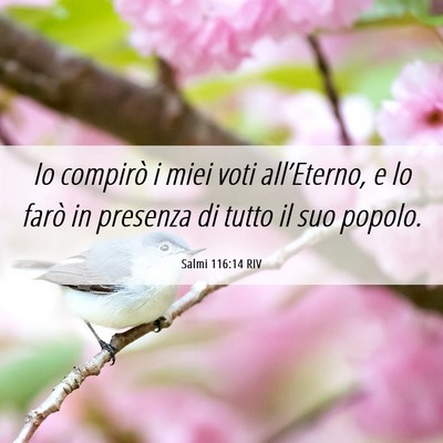 Picture 06 - Salmi 116:14 RIV - Io compirò i miei voti all’Eterno, e lo farò - Bible Verse Picture