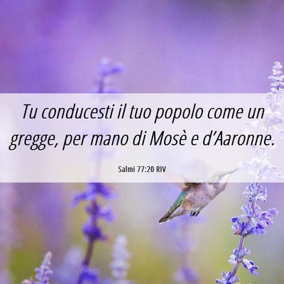 Picture 06 - Salmi 77:20 RIV - Tu conducesti il tuo popolo come un gregge, per - Bible Verse Picture