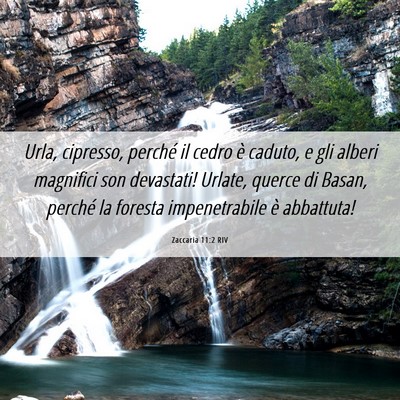Picture 06 - Zaccaria 11:2 RIV - Urla, cipresso, perché il cedro è caduto, e gli - Bible Verse Picture