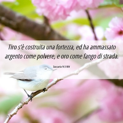 Picture 06 - Zaccaria 9:3 RIV - Tiro s’è costruita una fortezza, ed ha - Bible Verse Picture