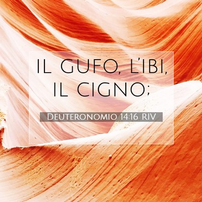 Picture 07 - Deuteronomio 14:16 RIV - il gufo, l’ibi, il - Bible Verse Picture