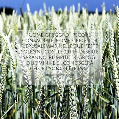 Picture 07 - Ezechiele 36:38 RIV - Come greggi di pecore consacrate, come greggi di - Bible Verse Picture