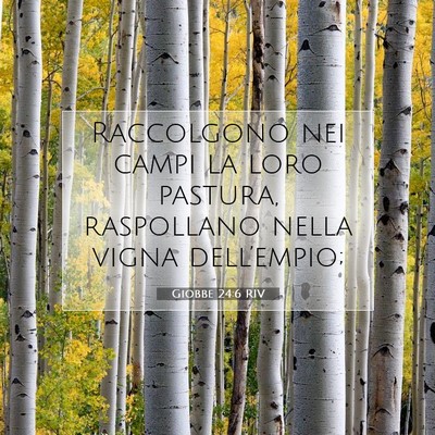 Picture 07 - Giobbe 24:6 RIV - Raccolgono nei campi la loro pastura, raspollano - Bible Verse Picture