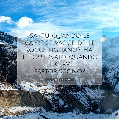 Picture 07 - Giobbe 39:1 RIV - Sai tu quando le capre selvagge delle rocce - Bible Verse Picture