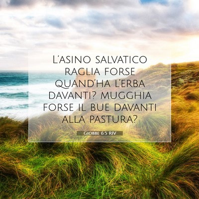 Picture 07 - Giobbe 6:5 RIV - L’asino salvatico raglia forse quand’ha - Bible Verse Picture