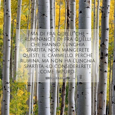 Picture 07 - Levitico 11:4 RIV - Ma di fra quelli che ruminano e di fra quelli che - Bible Verse Picture