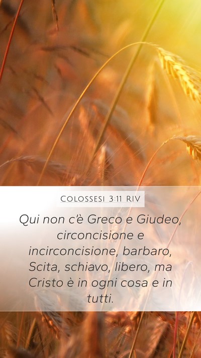 Colossesi 3:11 RIV Bible Verse Image