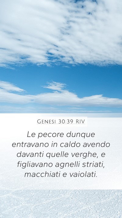 Genesi 30:39 RIV Mobile Phone Wallpaper - Le pecore dunque entravano in caldo avendo - Mobile Bible Verse Wallpaper