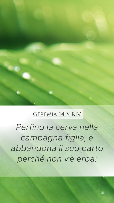 Geremia 14:5 RIV Bible Verse Image