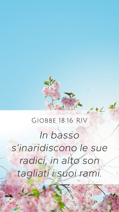 Giobbe 18:16 RIV Bible Verse Image