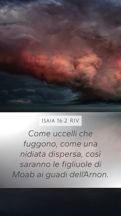 Isaia 16:2 RIV Bible Verse Image