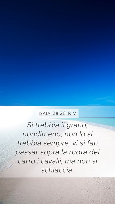 Isaia 28:28 RIV Mobile Phone Wallpaper - Si trebbia il grano; nondimeno, non lo si trebbia - Mobile Bible Verse Wallpaper