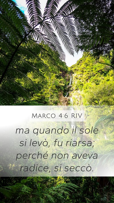 Marco 4:6 RIV Bible Verse Image