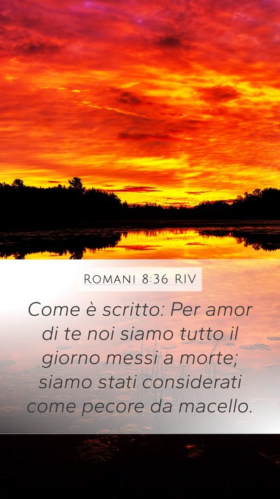 Romani 8:36 RIV Bible Verse Image